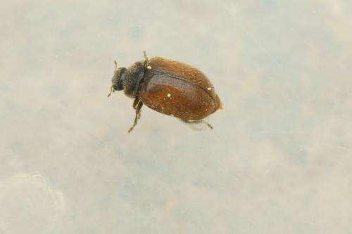 Scymnus suturalis